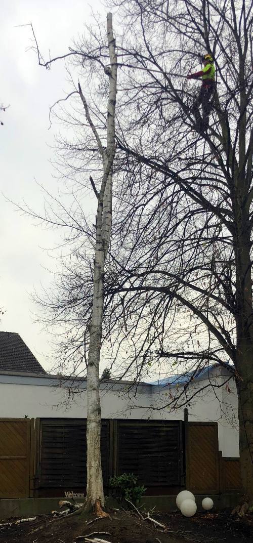 Die Birke musste von einem anderen Baum aus gefällt werden